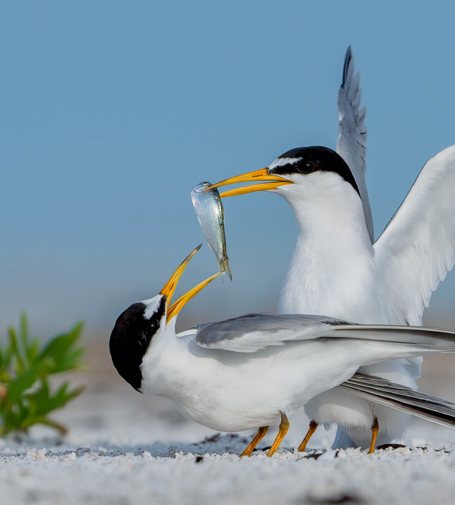 Least Terns Photography Art | Jamey Binneveld Photography