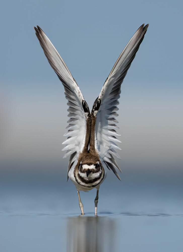 Killdeer Photography Art | Jamey Binneveld Photography