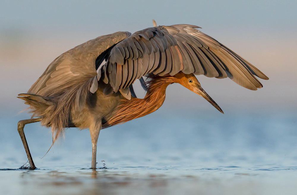 Reddish Egret Photography Art | Jamey Binneveld Photography