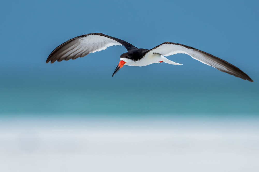 Skimmer At A Florida Beach Photography Art | Jamey Binneveld Photography