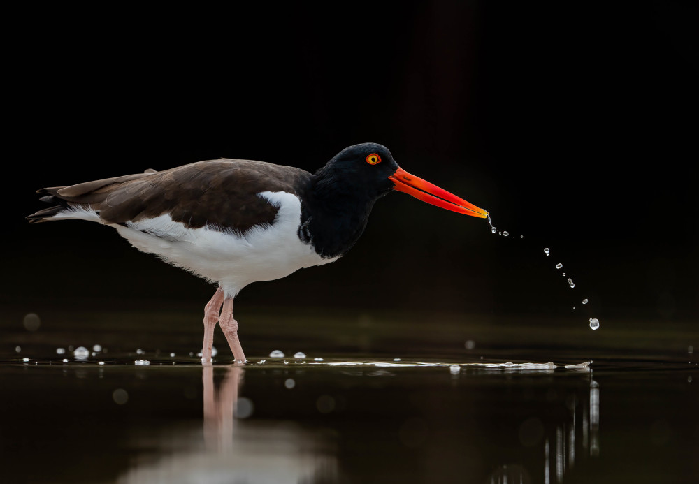 Oystercatcher In A Lagoon Photography Art | Jamey Binneveld Photography
