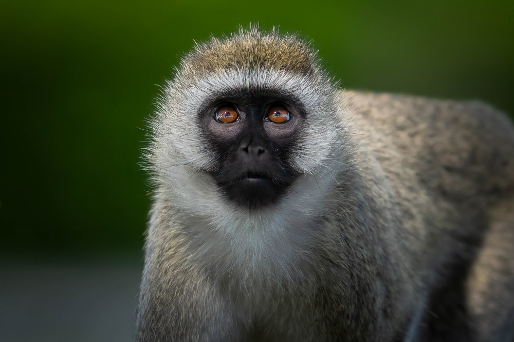 Those Eyes Photography Art | Jamey Binneveld Photography
