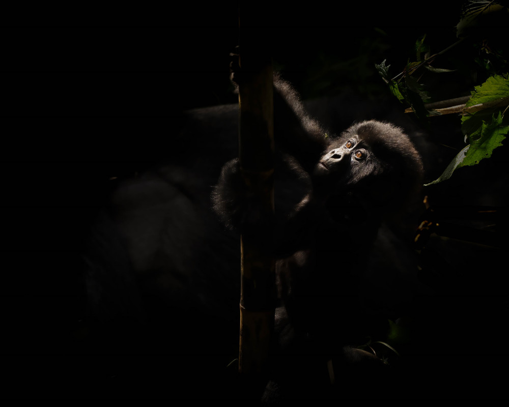 Young Mountain Gorilla Photography Art | Jamey Binneveld Photography