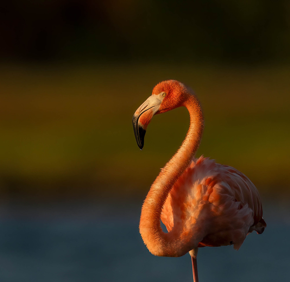 A Flamingo Named Peaches Photography Art | Jamey Binneveld Photography