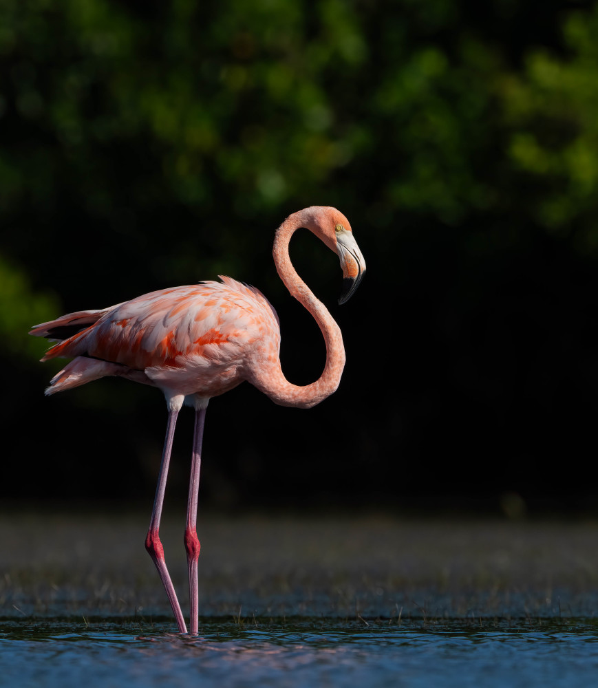 Flamingo In A Florida Lagoon Photography Art | Jamey Binneveld Photography