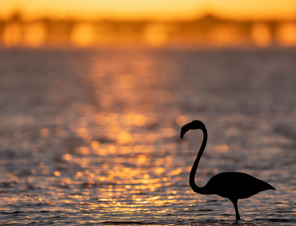 Flamingo Sunrise Photography Art | Jamey Binneveld Photography