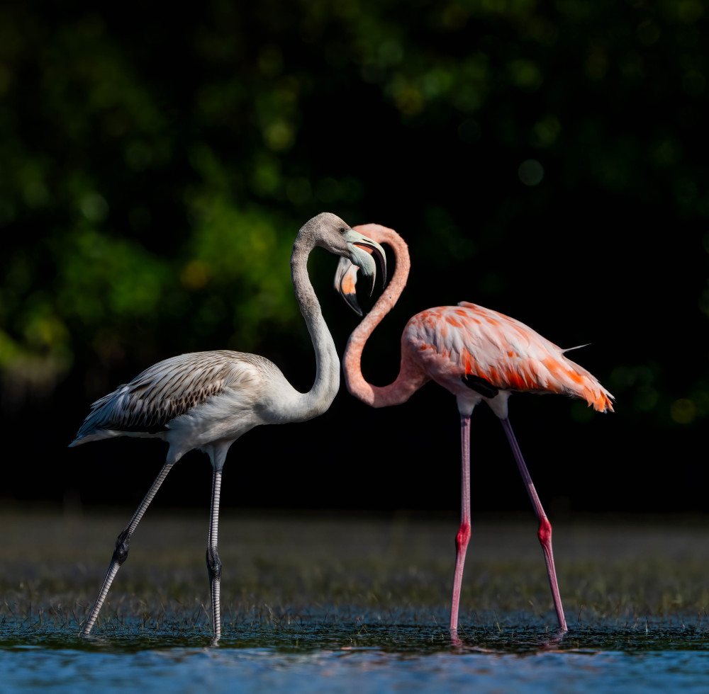 Adult And Juvenile Flamingos Photography Art | Jamey Binneveld Photography