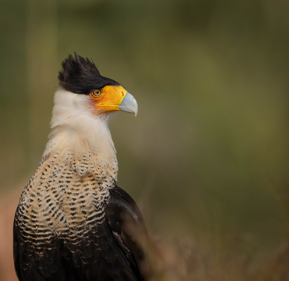 Crested Caracara Photography Art | Jamey Binneveld Photography