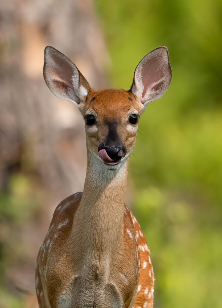 Baby Deer Photography Art | Jamey Binneveld Photography