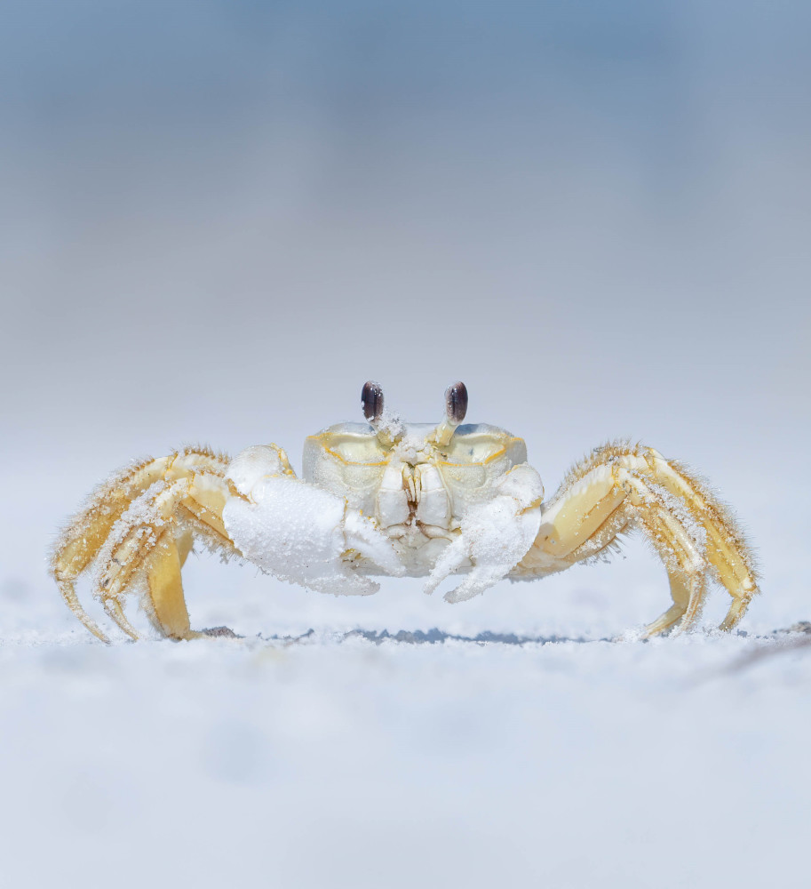 Ghost Crab Photography Art | Jamey Binneveld Photography