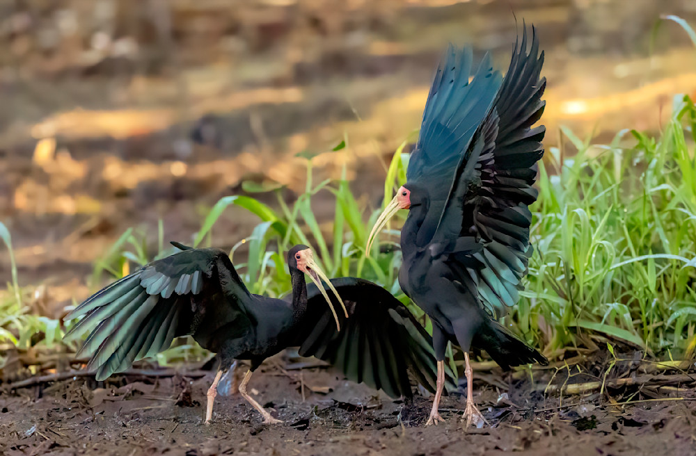 Bare Faced Ibis.   Pantanal, Brazil Photography Art | Steve Wagner Photography