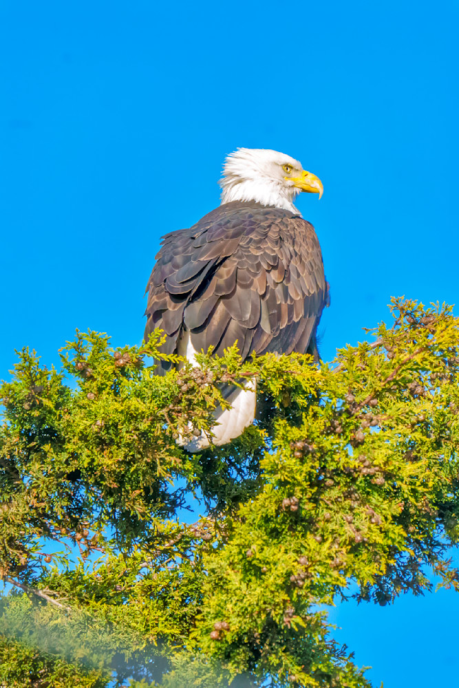 American Bald Eagle On Guard Photography Art | Rising Moon NW Photography, LLC