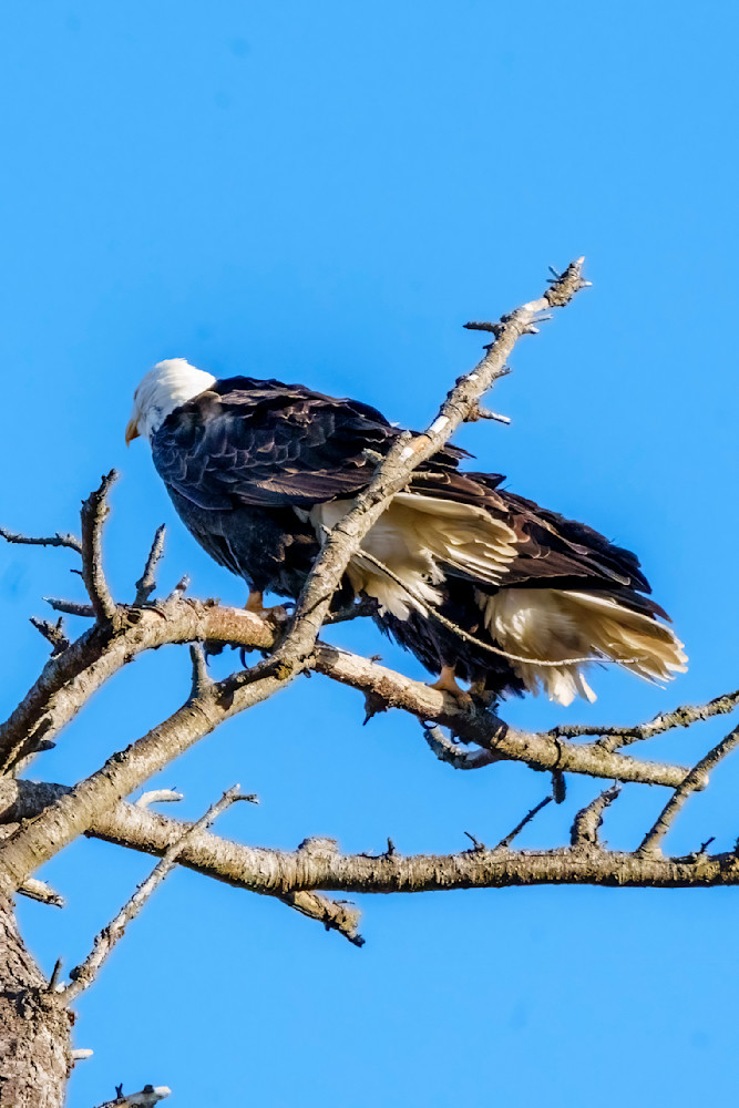 A Pair Of American Bald Eagles Photography Art | Rising Moon NW Photography, LLC