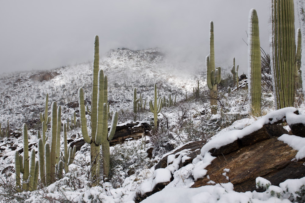 Emergence   Saguaro National Park, Snow Photography Art | Josh Lien (@joshlien27)
