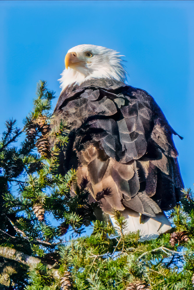 Very Cold American Bald Eagle  Photography Art | Rising Moon NW Photography, LLC