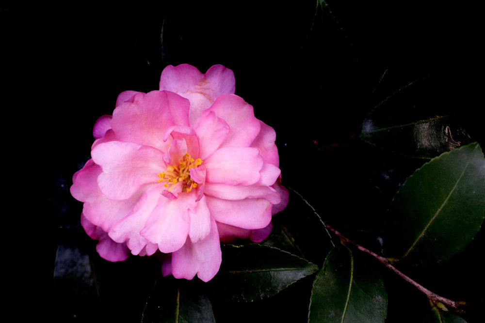 Red Camellia Photography Art | Playful Gallery by Rob Harrison