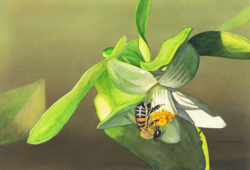 Bee On Lemon Blossom Art | Christine Reichow Inc.
