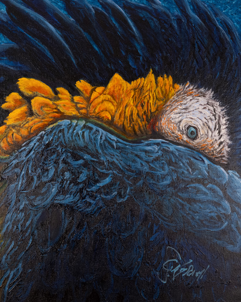 Macaw 1 Art | Scott Galbraith Creative Studio