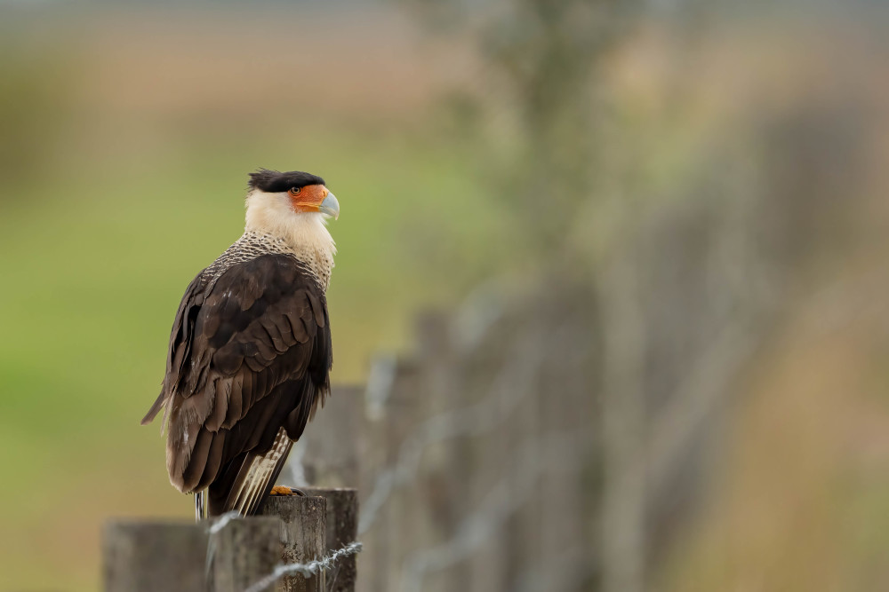 Crested Caracara On The Fence Photography Art | Jamey Binneveld Photography