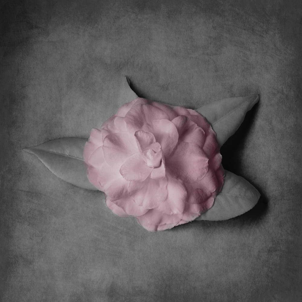 Delicate Petals In Pink Photography Art | membymaryanne.com