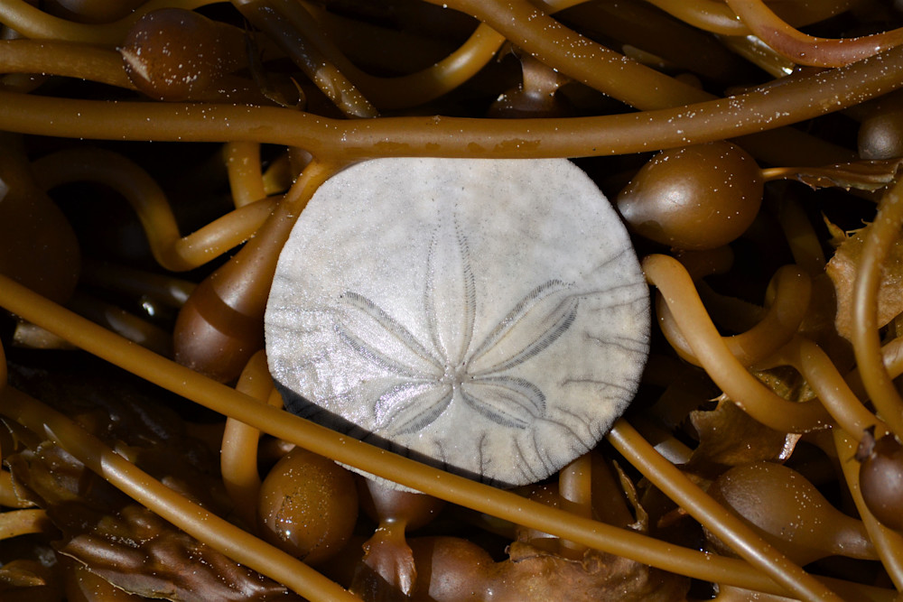 Silver Strand Sand Dollar In Kelp Photography Art | Captain's Collection