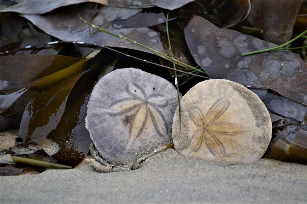 Sand Dollars With Kelp Backdrop Photography Art | Captain's Collection