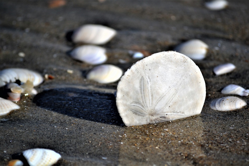 Sand Dollar In Wet Sand Photography Art | Captain's Collection