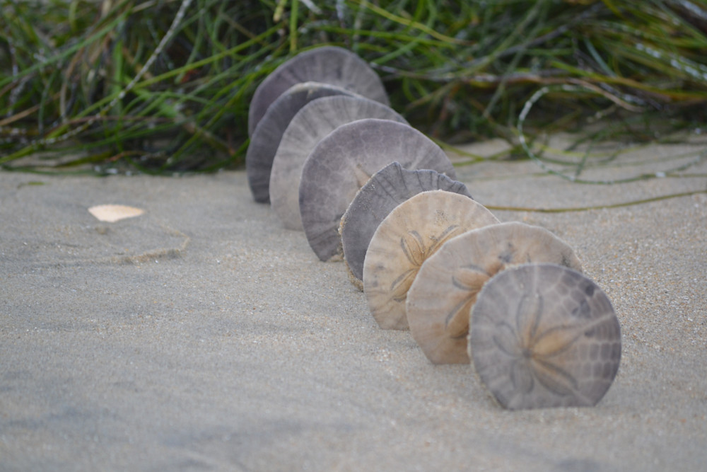 Row Of Sand Dollars Photography Art | Captain's Collection
