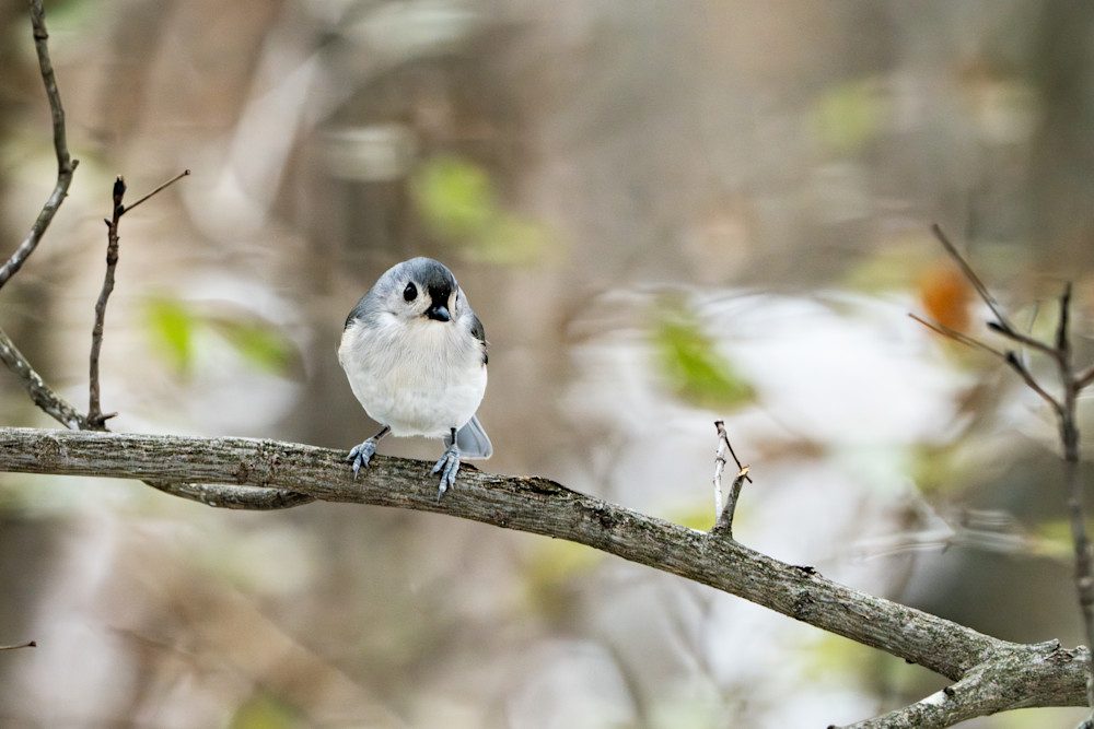Titmouse Photography Art | Playful Gallery by Rob Harrison