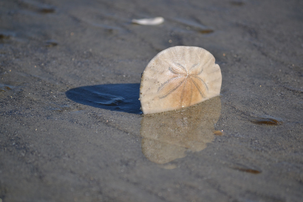 Sand Dollar Reflections Photography Art | Captain's Collection