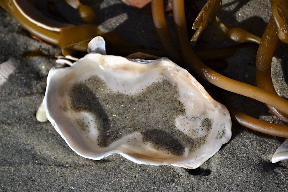 Kelp & Shell Photography Art | Captain's Collection