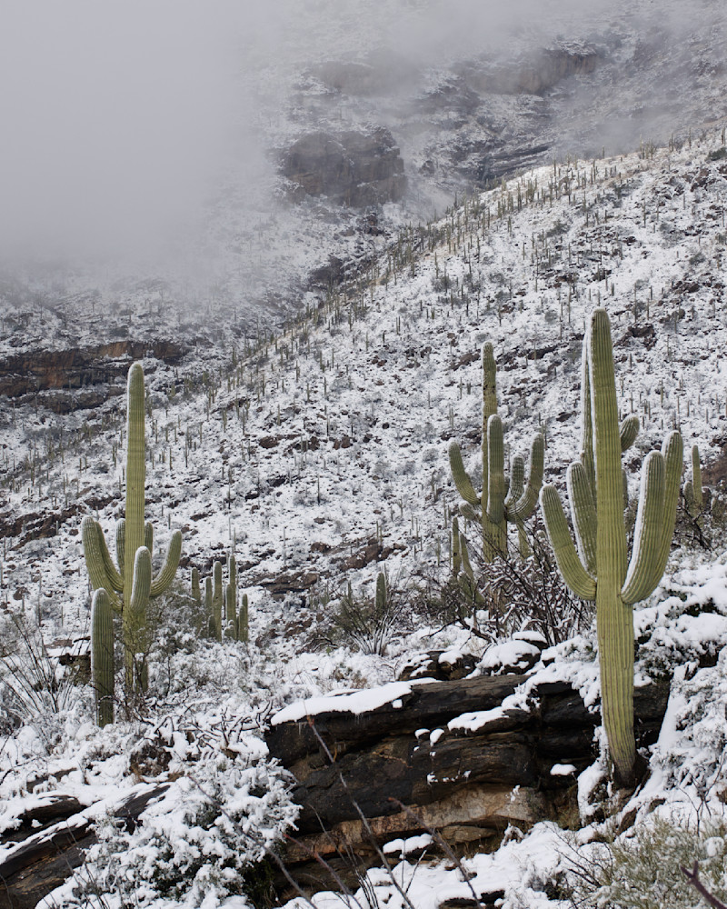 Eye Of The Beholder   Saguaro National Park, Snow Photography Art | Josh Lien (@joshlien27)