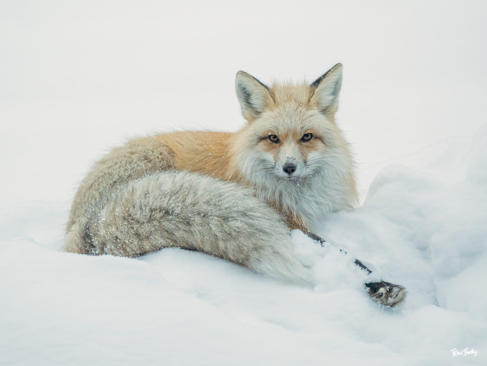 Fox In The Snow I Photography Art | Peter Batty Photography