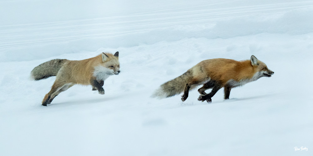 Foxes Running In The Snow Photography Art | Peter Batty Photography