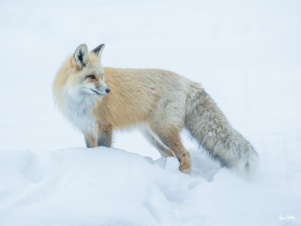 Fox In The Snow Iii Photography Art | Peter Batty Photography