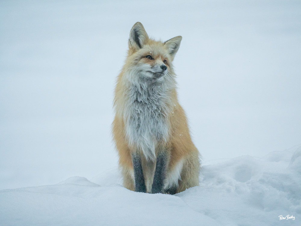 Fox In The Snow Ii Photography Art | Peter Batty Photography