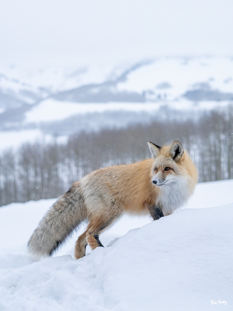 Fox In The Snow With Mountain Background Photography Art | Peter Batty Photography