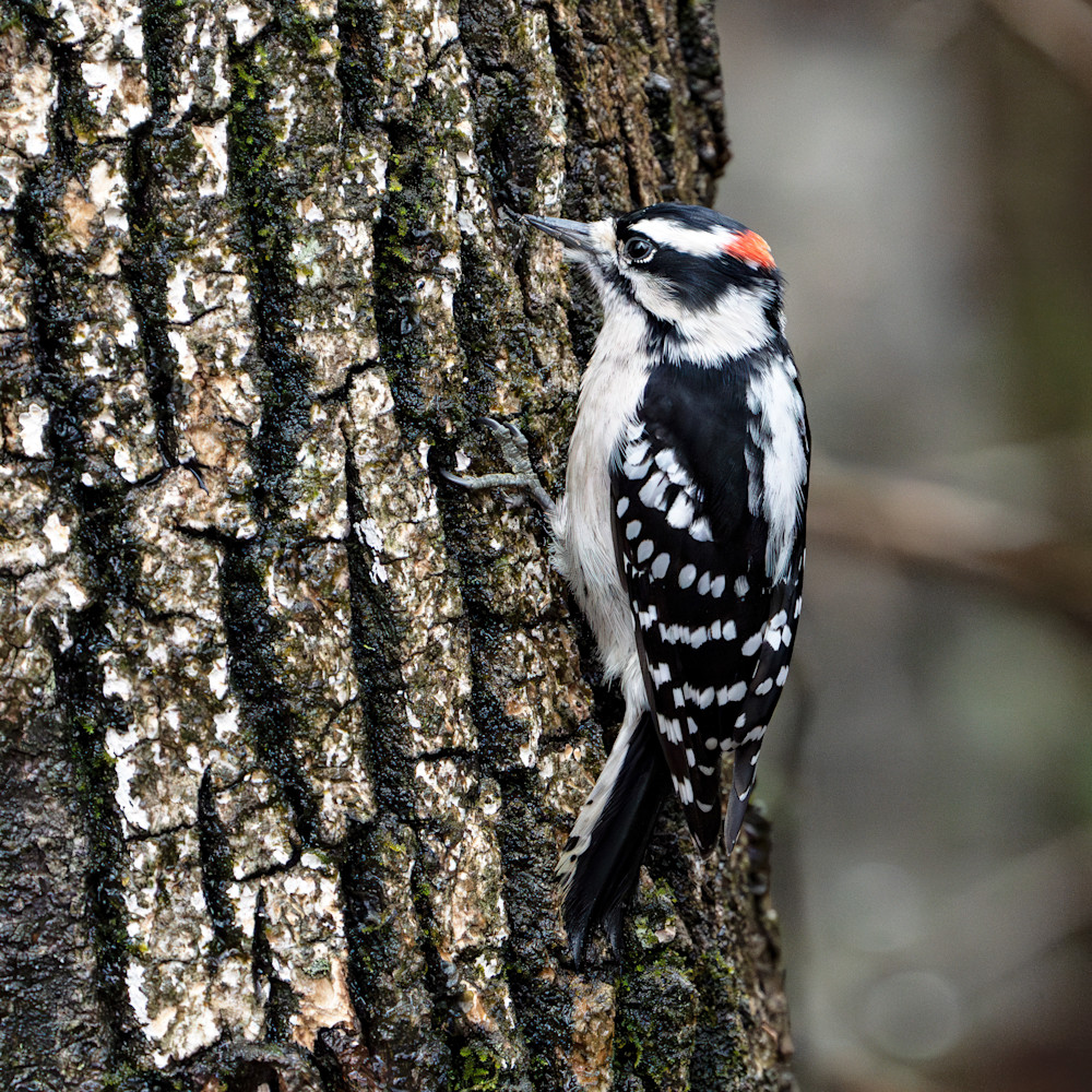 Downy Woodpecker Photography Art | Playful Gallery by Rob Harrison