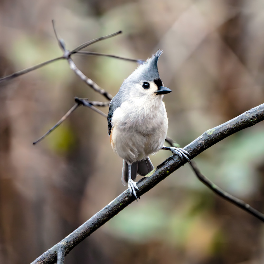 Titmouse Matched Pair1 Photography Art | Playful Gallery by Rob Harrison