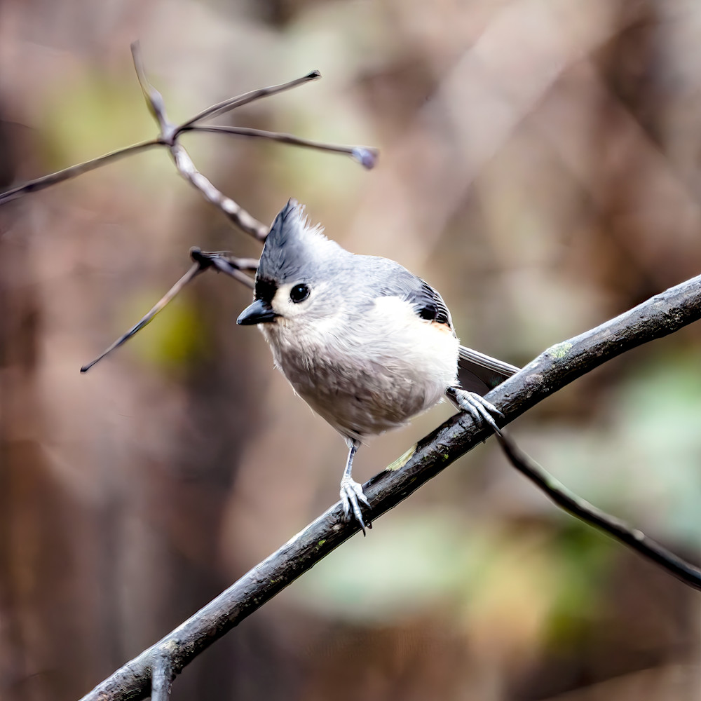Titmouse Matched Pair 2 Photography Art | Playful Gallery by Rob Harrison