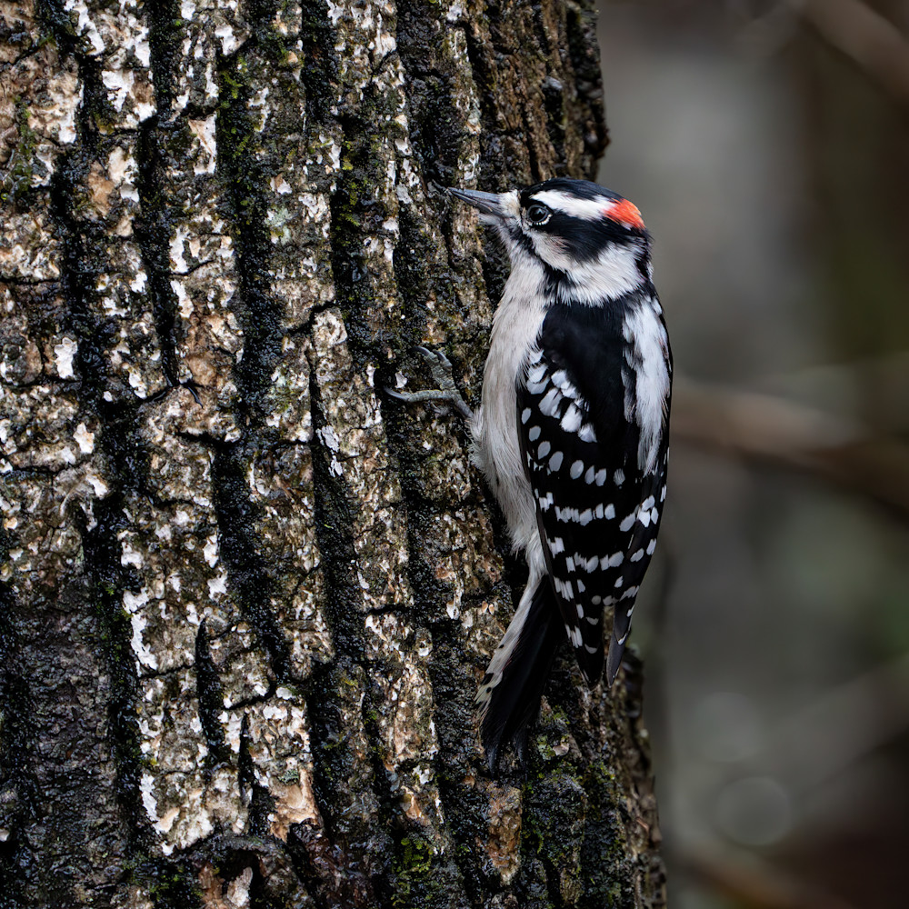 Downy Woodpecker Pair 1 Photography Art | Playful Gallery by Rob Harrison