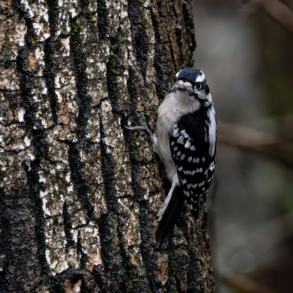 Downy Woodpecker Pair 2 Photography Art | Playful Gallery by Rob Harrison