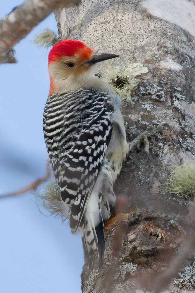 Red Bellied Woodpecker Photography Art | Monteux Gallery