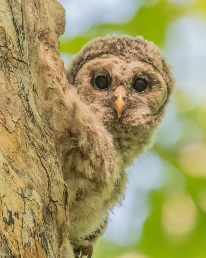 Newborn Barred Owl Photography Art | Monteux Gallery