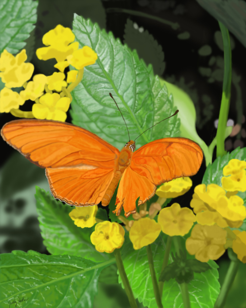 Julia Heliconian Butterfly Art | Judy's Art Co.