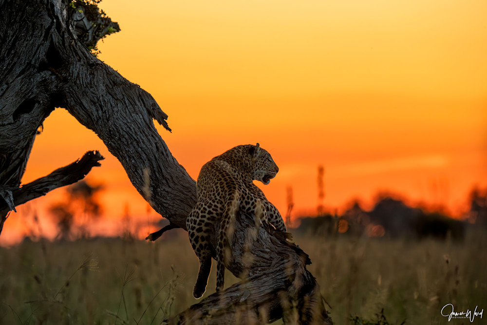 Leopard Sunset Photography Art | James Ward Nature Photography
