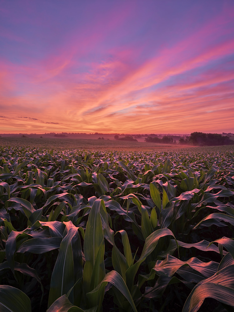 Memorable Iowa Cornfield Sunrise