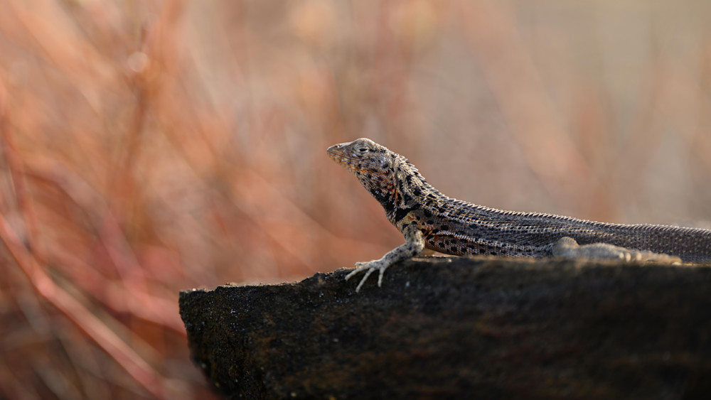 Lava Lizard Photography Art | seancrockett