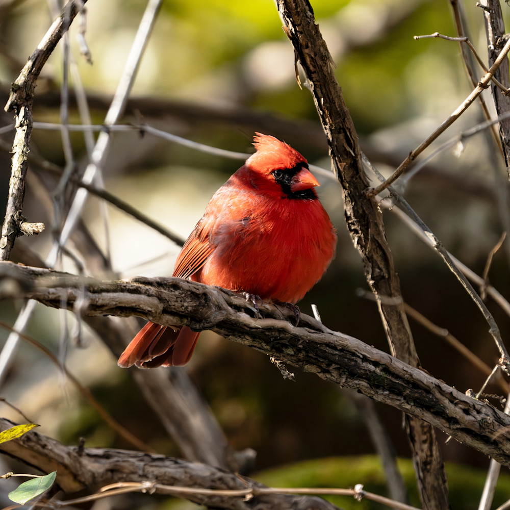 Cardinal Photography Art | Playful Gallery by Rob Harrison