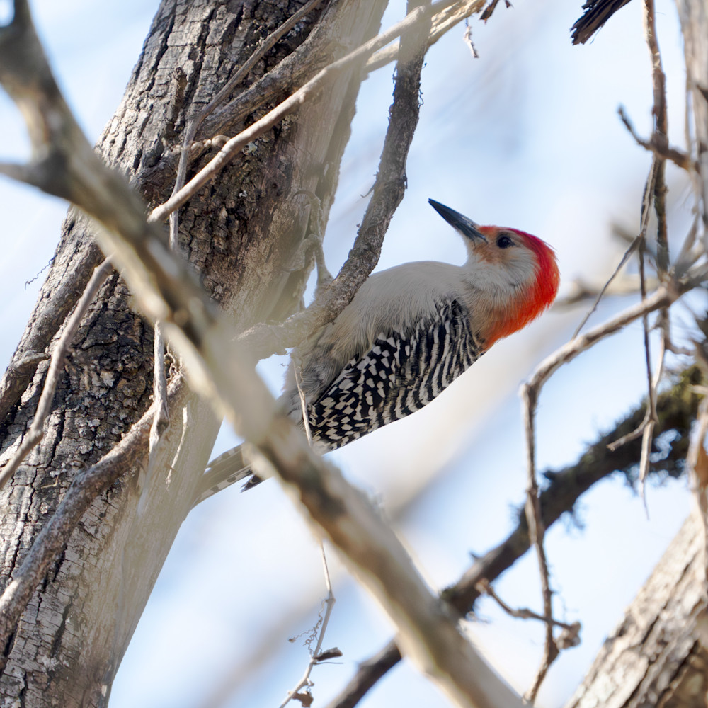 Red Bellied Woodpecker Photography Art | Playful Gallery by Rob Harrison